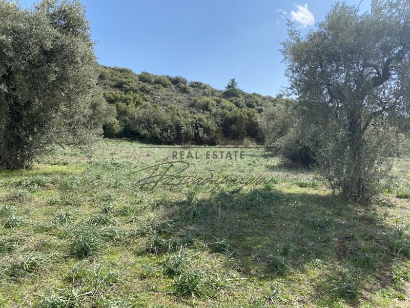 Αγροτεμάχια 7.773 τ.μ. πρός πώληση, Μαγνησία, Πορταριά