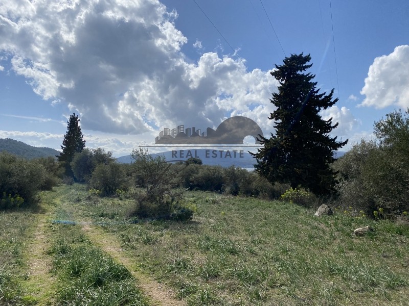 Αγροτεμάχια 7.773 τ.μ. πρός πώληση, Μαγνησία, Πορταριά