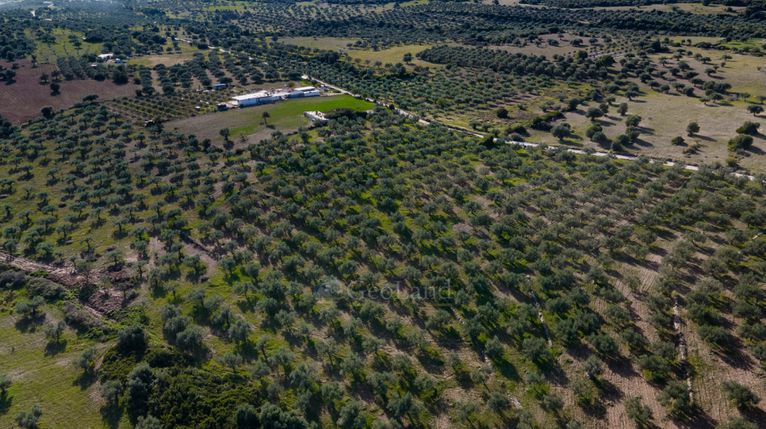 Αγροτεμάχια 26.000 τ.μ. για πώληση, Αργολίδα, Ερμιόνη