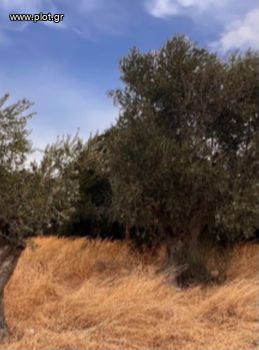 Land plot 13.500sqm for sale-Naxos - Drimalia » Klido