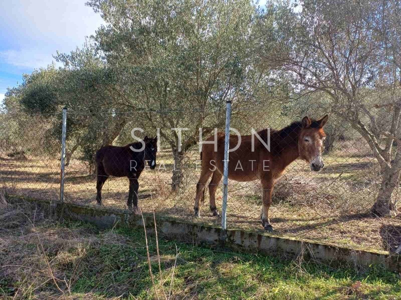 Αγροτεμάχια 6.970 τ.μ. προς πώληση, Σάρτη