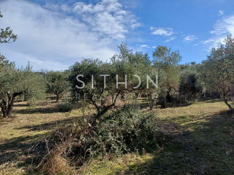 Αγροτεμάχια 6.970 τ.μ. προς πώληση, Σάρτη