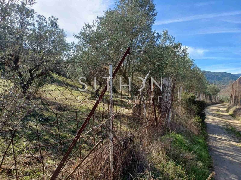 Αγροτεμάχια 6.970 τ.μ. προς πώληση, Σάρτη