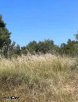 Land plot 15.000 sqm for sale