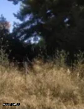 Οικόπεδο 980τ.μ. για πώληση-Άλιμος » Κέντρο