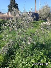 Οικόπεδο 795 τ.μ. για πώληση, Κορινθία, Βέλο-thumb-13