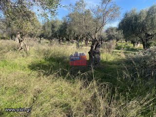 Αγροτεμάχια 650 τ.μ. προς πώληση, Λαμπίρι Ερινεού-thumb-1
