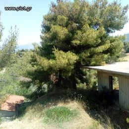 Οικόπεδο 280τ.μ. για πώληση-Σπάτα » Κέντρο