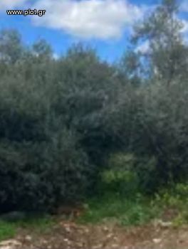 Land plot 786sqm for sale-Voula » Evryali