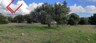 Αγροτεμάχια 4.500 τ.μ. για πώληση