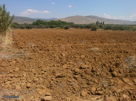 Αγροτεμάχια 7.000 τ.μ. για πώληση