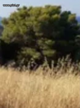 Οικόπεδο 275τ.μ. για πώληση-Βάρη- βάρκιζα » Ασύρματος αλίανθου