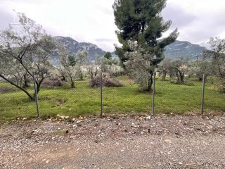 Αγροτεμάχια 500 τ.μ. για πώληση