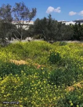 Οικόπεδο 2.711τ.μ. για πώληση-Βάρη- βάρκιζα » Ασύρματος αλίανθου