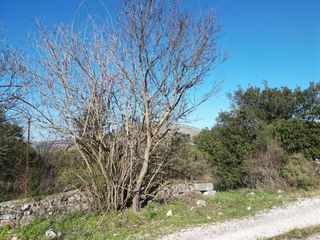 Οικόπεδο 1.063 τ.μ. για πώληση, Ν. Ιωαννίνων, Πασσαρώνα-thumb-13