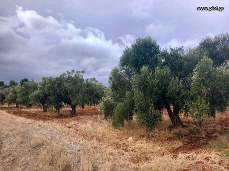 Οικόπεδο 5.000τ.μ. για πώληση-Κ. νέων παλατίων » Νέα παλάτια