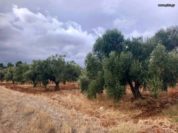 Οικόπεδο 5.000 τ.μ. για πώληση, Αττική - Υπόλοιπο, Κ. Νέων Παλατίων