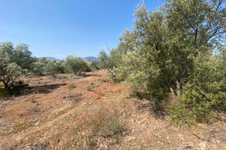 Αγροτεμάχια 1.000 τ.μ. πρός πώληση, Εύβοια, Ανθηδώνος-thumb-2