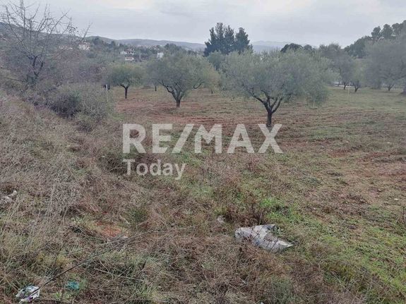Αγροτεμάχια 4.214 τ.μ. για πώληση, Χαλκιδική, Σιθωνία