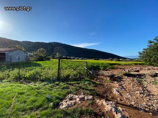 Οικόπεδο 5.252 τ.μ. για πώληση, Αργολίδα, Κρανίδι-thumb-19