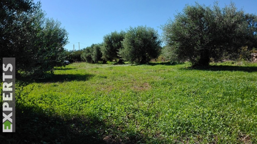 Αγροτεμάχια 8.000 τ.μ. πρός πώληση, Κυκλάδες, Μύκονος