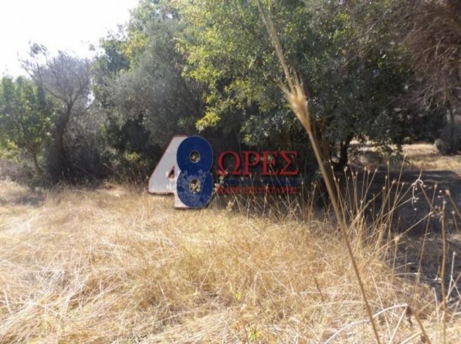 Αγροτεμάχια 1.370 τ.μ. προς πώληση, Άγιος Μηνάς Χίου