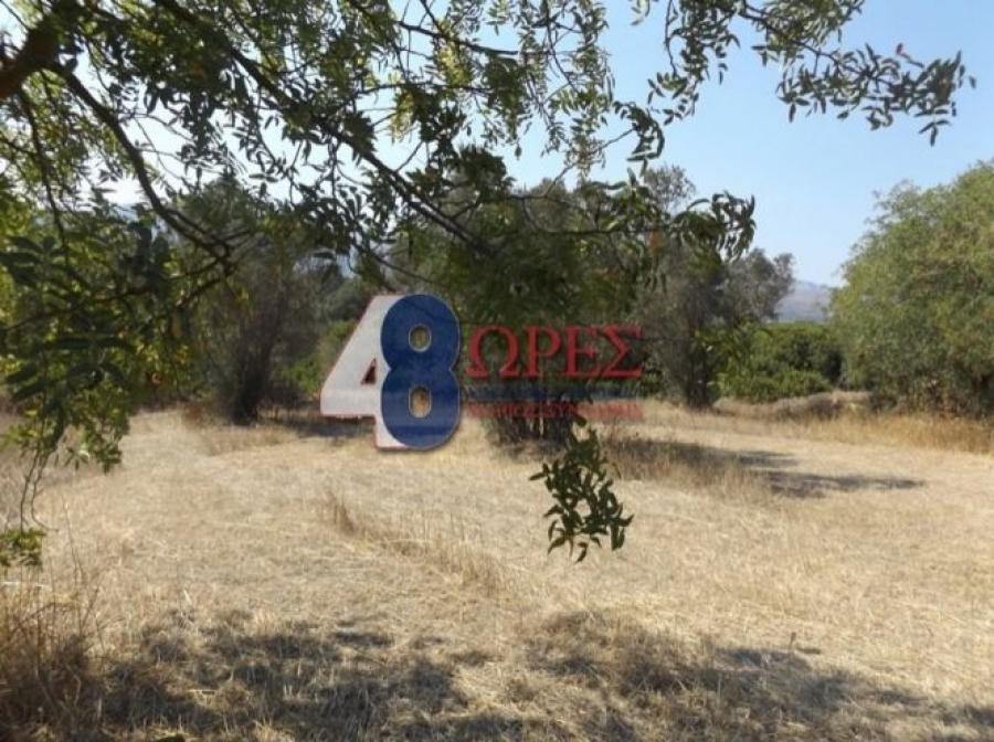 Αγροτεμάχια 1.370 τ.μ. προς πώληση, Άγιος Μηνάς Χίου