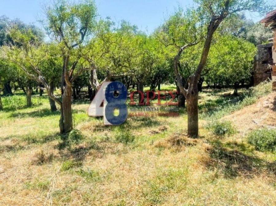 Οικόπεδο 4.267 τ.μ. προς πώληση, Καμποχώρια