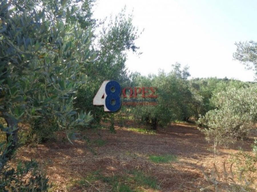 Οικόπεδο 4.417 τ.μ. προς πώληση, Πόλη Χίου