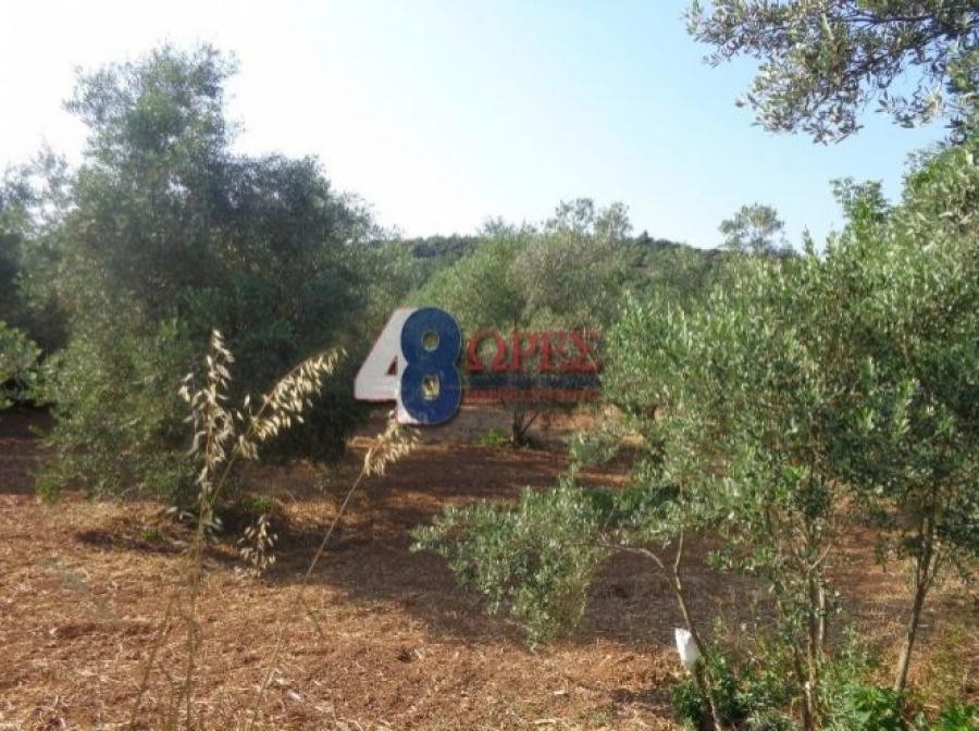 Οικόπεδο 4.417 τ.μ. προς πώληση, Πόλη Χίου