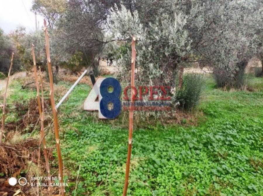 Οικόπεδο 1.126 τ.μ. προς πώληση, Πόλη Χίου