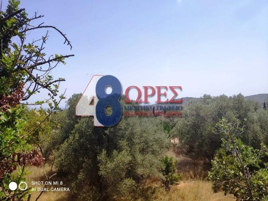 Οικόπεδο 1.385 τ.μ. προς πώληση, Πόλη Χίου