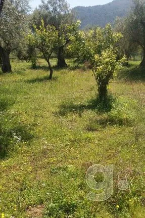 Land plot 2.400 sqm for sale, Achaia, Diakopto