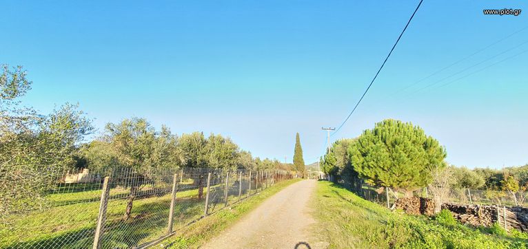 Αγροτεμάχια 3.600 τ.μ. για πώληση, Ν. Ηλείας, Πύργος