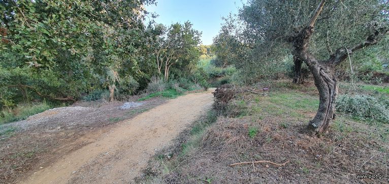 Αγροτεμάχια 4.000 τ.μ. για πώληση, Ν. Ηλείας, Σκιλούντα