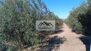 Αγροτεμάχια 4.200τ.μ. για πώληση-Επανομή » Κέντρο