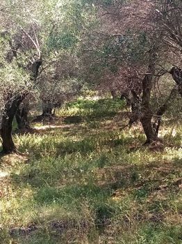 Οικόπεδο 4.550τ.μ. για πώληση-Κέρκυρα » Εσπερίες