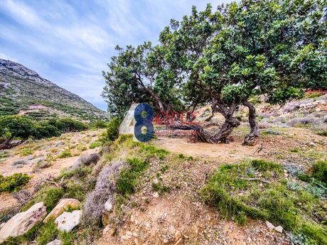 Αγροτεμάχια 4.503τ.μ. για πώληση-Χίος » Μαστιχοχώρια