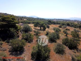 Οικόπεδο 4.050 τ.μ. για πώληση, Αργολίδα, Κρανίδι-thumb-9