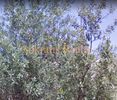 Οικόπεδο 234τ.μ. για πώληση-Αγία παρασκευή » Πευκάκια