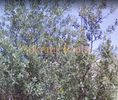 Οικόπεδο 1.980τ.μ. για πώληση-Αιγάλεω » Τει πειραιά