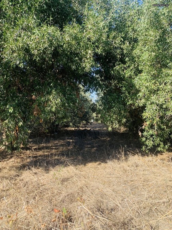 Αγροτεμάχια 4.128 τ.μ. πρός πώληση, Θεσσαλονίκη - Περιφ/Κοί Δήμοι, Επανομή