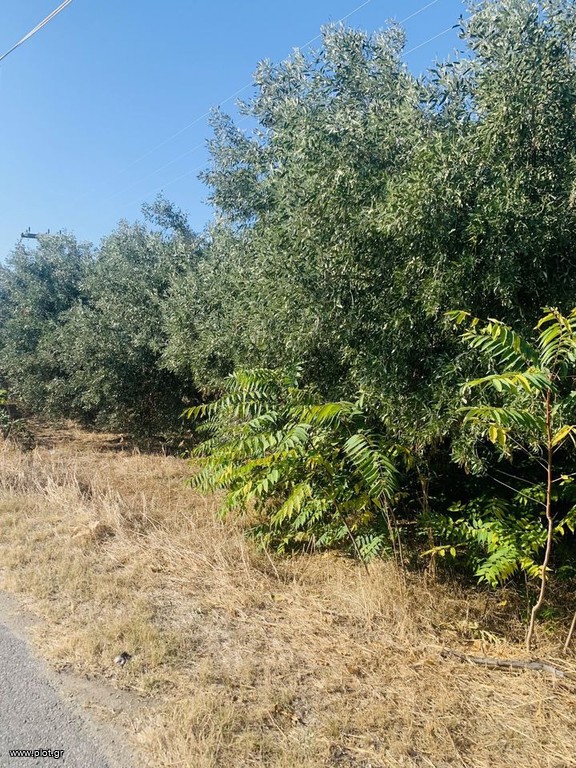 Αγροτεμάχια 4.128 τ.μ. πρός πώληση, Θεσσαλονίκη - Περιφ/Κοί Δήμοι, Επανομή