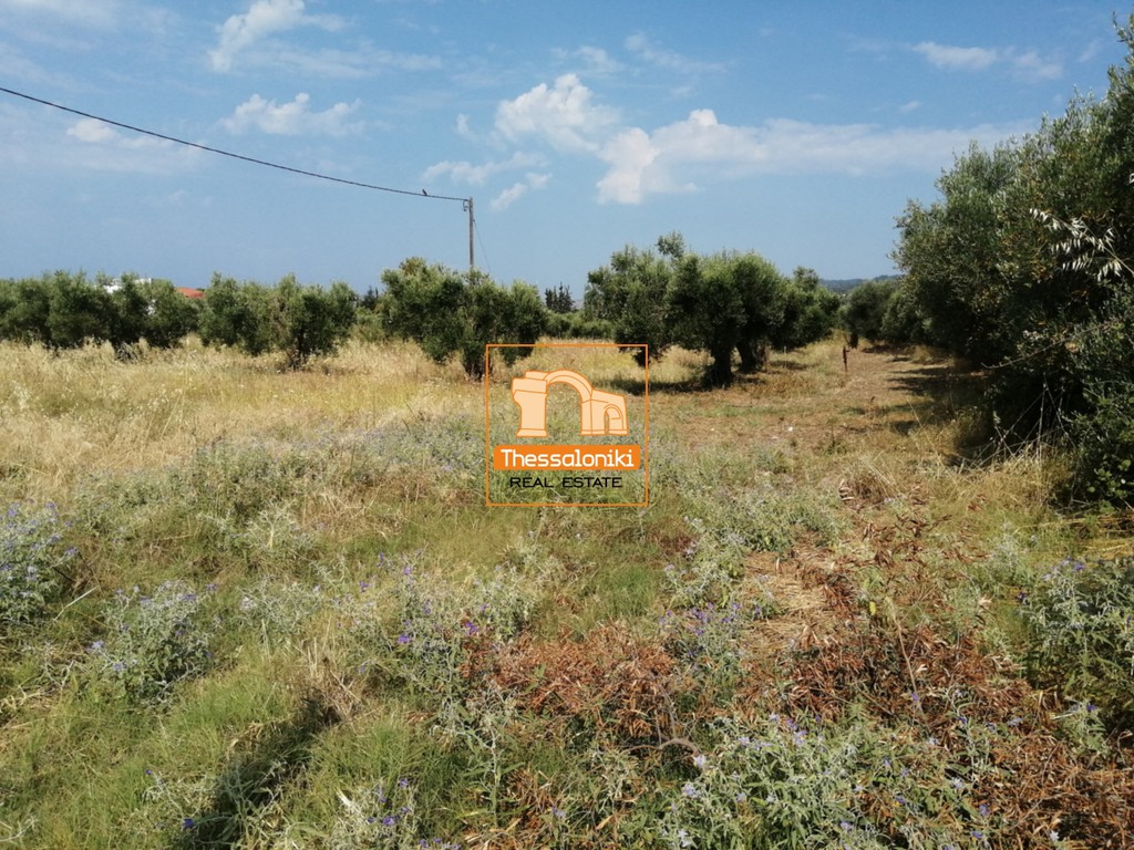 Αγροτεμάχια 5.481 τ.μ. προς πώληση, Λουλούδια Κασσάνδρας