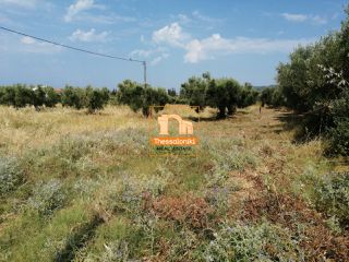 Αγροτεμάχια 5.481 τ.μ. για πώληση
