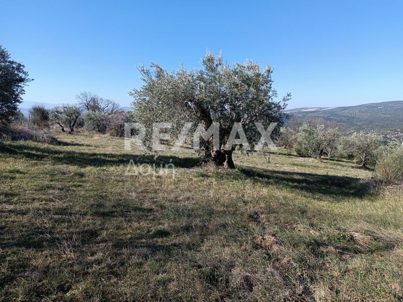 Αγροτεμάχια 30.480 τ.μ. πρός πώληση, Μαγνησία, Νέα Ιωνία Βόλου