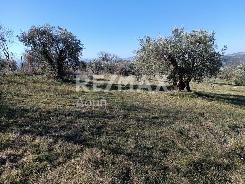 Αγροτεμάχια 30.480 τ.μ. πρός πώληση, Μαγνησία, Νέα Ιωνία Βόλου