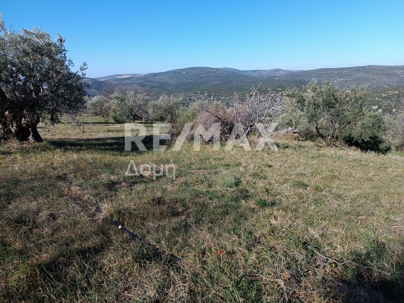 Αγροτεμάχια 30.480 τ.μ. πρός πώληση, Μαγνησία, Νέα Ιωνία Βόλου