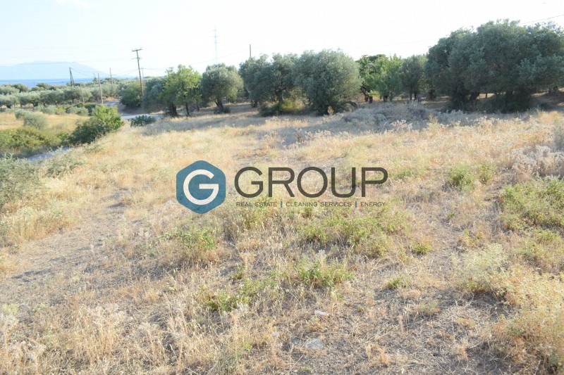 Αγροτεμάχια 2.900 τ.μ. πρός πώληση, Εβρος, Αλεξανδρούπολη