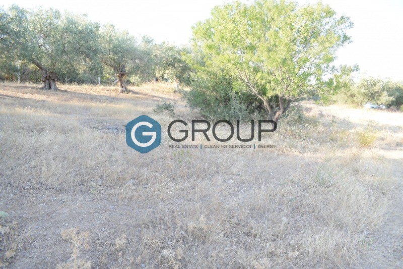 Αγροτεμάχια 2.900 τ.μ. πρός πώληση, Εβρος, Αλεξανδρούπολη